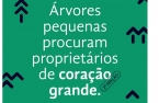 Candidaturas para 2.ª edição da campanha da Câmara Municipal de Matosinhos de oferta de árvores encerram esta quarta-feira