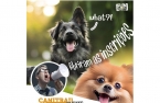 Inscrições para o Canitrail Cãominhada Matosinhos estão abertas