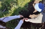 Plantação de árvores no Parque da Ciência - Custóias